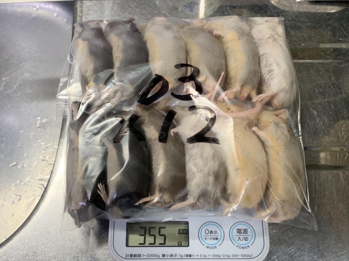 Ω 03 国産冷凍マウス アダルトL程度 12匹 現品限り Ω(エサ Ω 03 国産冷凍マウス アダルトL程度 12匹 現品限り Ω(エサ
