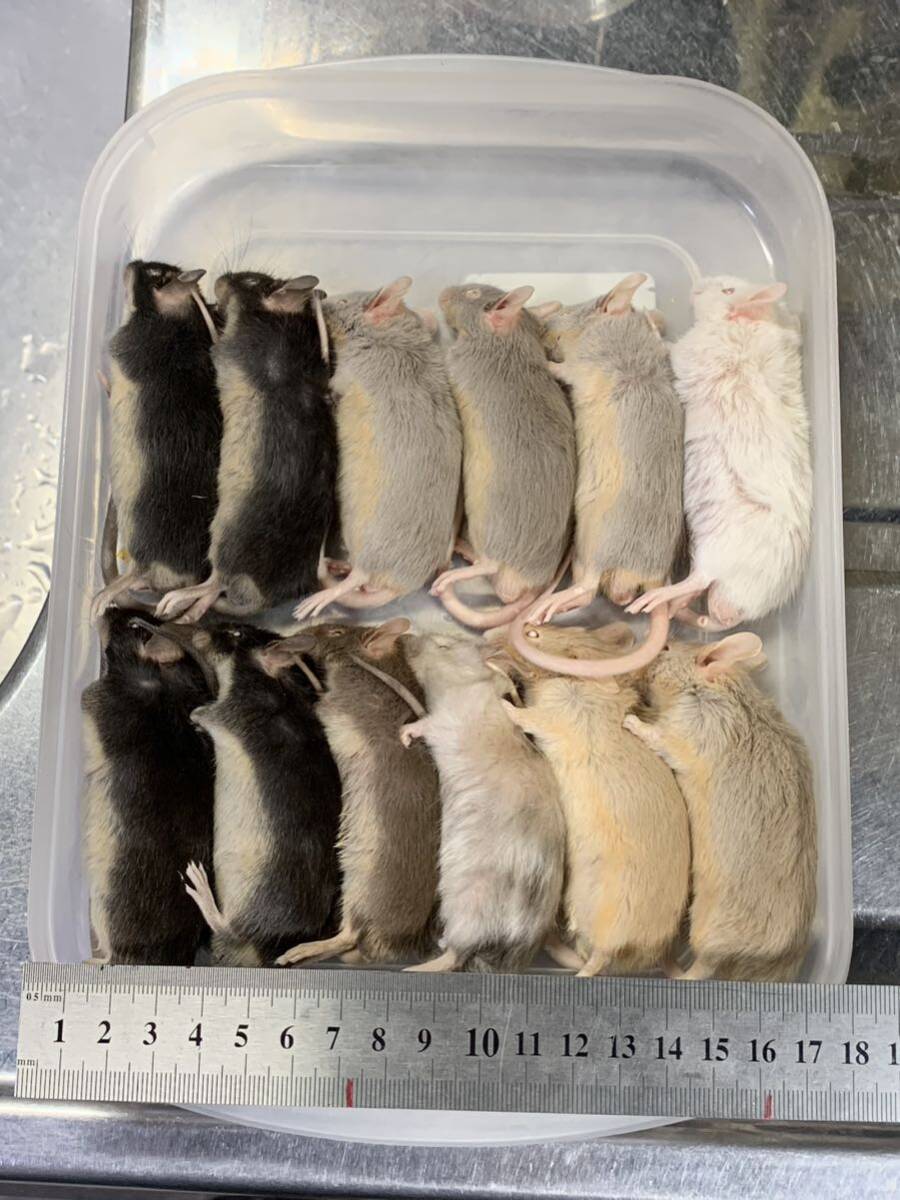 Ω 03 国産冷凍マウス アダルトL程度 12匹 現品限り Ω(エサ Ω 03 国産冷凍マウス アダルトL程度 12匹 現品限り Ω(エサ