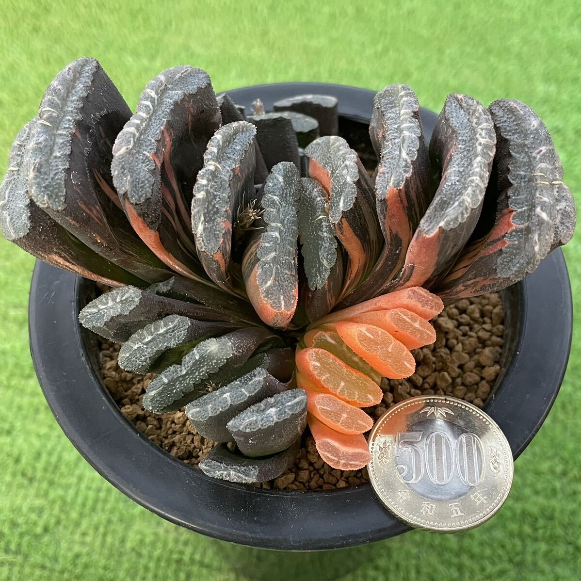 多肉植物/ハオルチア】玉扇錦 ☆グリーン玉扇錦 三色極上斑 多肉植物/ハオルチア】玉扇錦 ☆グリーン玉扇錦 三色極上斑