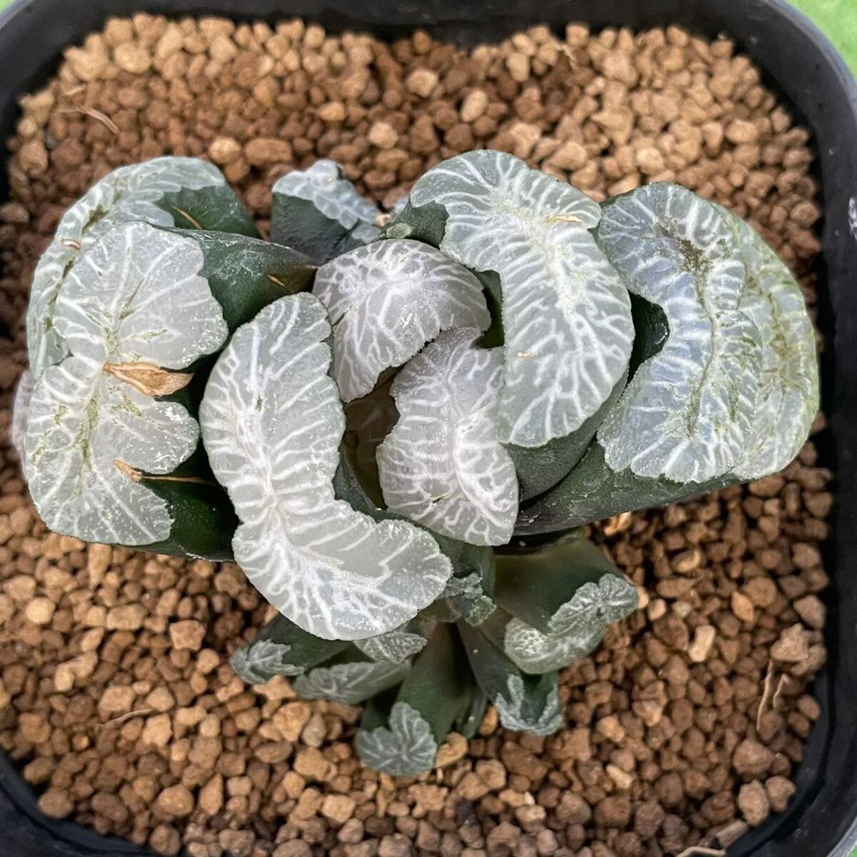 ≧∇≦ 多肉植物 ハオルチア 玉扇 花曇 葉挿し(サボテン)|売買 ≧∇≦ 多肉植物 ハオルチア 玉扇 花曇 葉挿し(サボテン)|売買