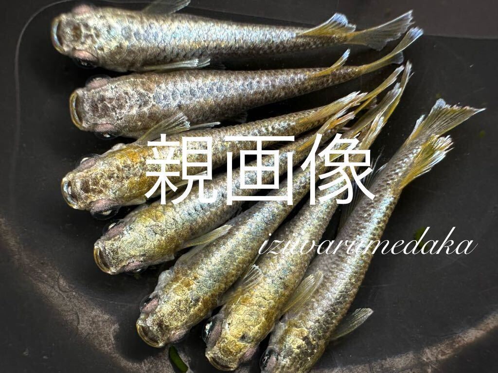 ★イジワルめだか★Aガネーシャ・稚魚10匹＋保証分3匹 無選別 1枚目は親画像(善通寺メダカ様オリジナル個体・ガブリエル ルーナ金タイプ) 