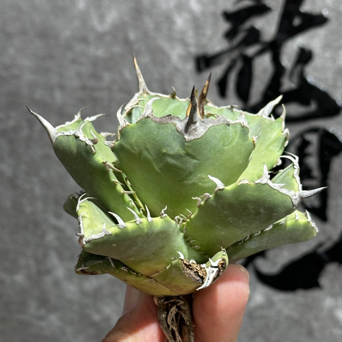 龍園觀 ①No.245 特選 アガベ 多肉植物 チタノタ 海豹 陽炎 強棘 龍園觀 ①No.245 特選 アガベ 多肉植物 チタノタ 海豹 陽炎 強棘