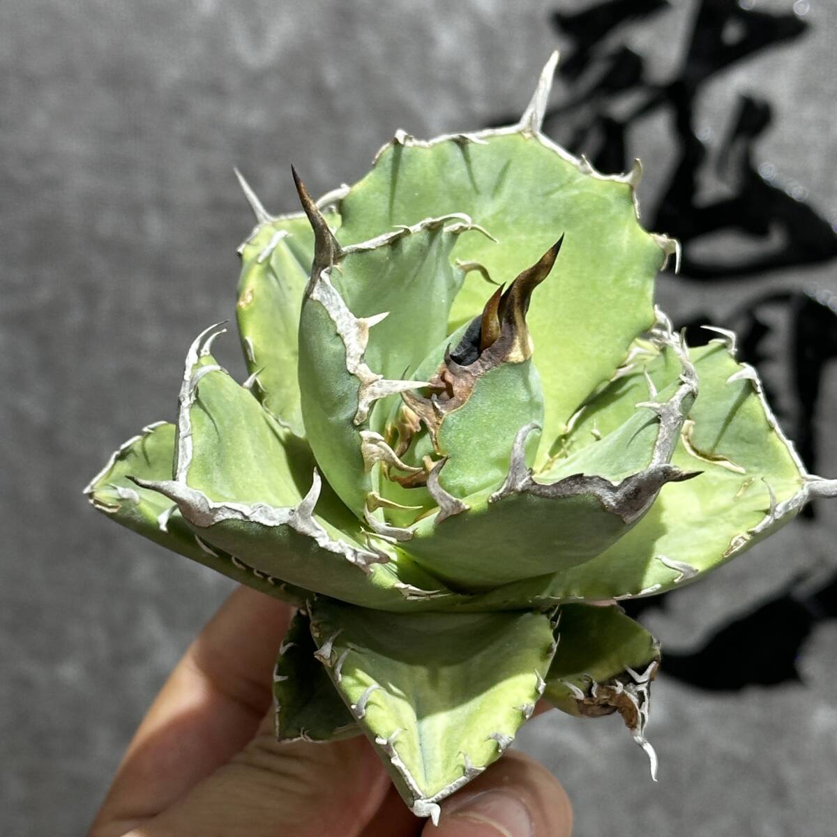 龍園觀 ①No.245 特選 アガベ 多肉植物 チタノタ 海豹 陽炎 強棘 龍園觀 ①No.245 特選 アガベ 多肉植物 チタノタ 海豹 陽炎 強棘