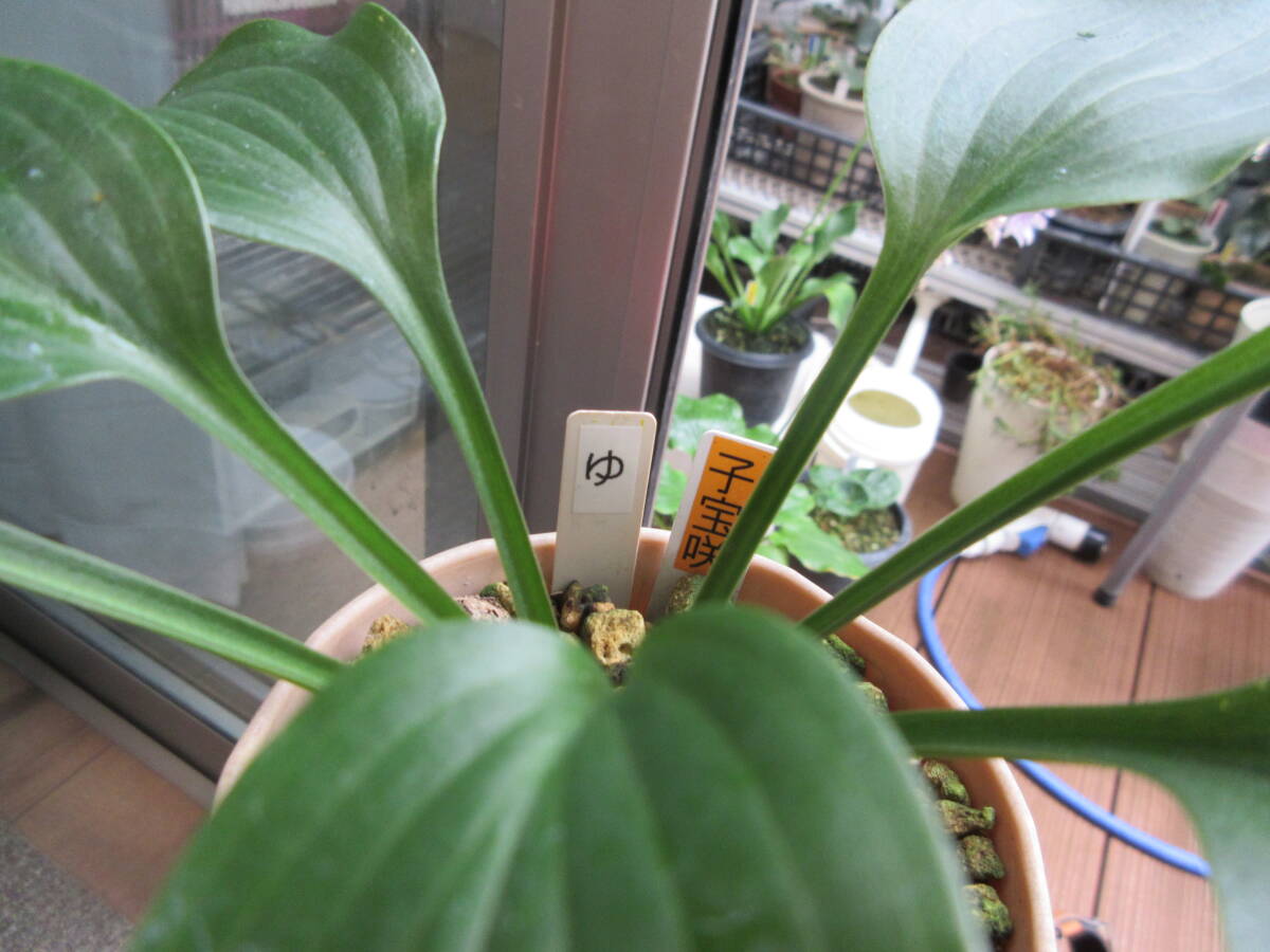 山野草、珍品、華変わり、ギボウシ，立牡丹、（ゆ）