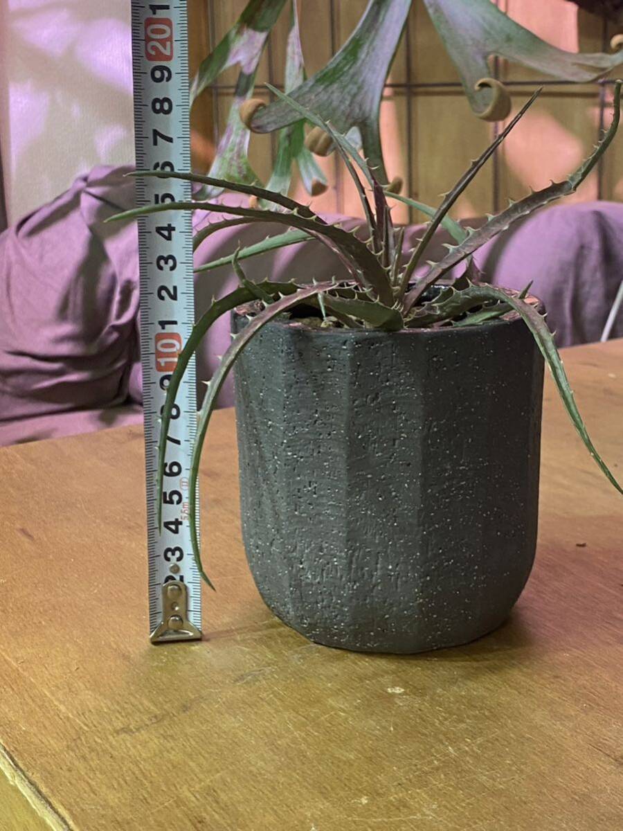 Dyckia Samed Rtp／ディッキア アンダマン(アガベ)｜売買されたオークション情報、yahooの商品情報をアーカイブ公開 - オークファン  観葉植物