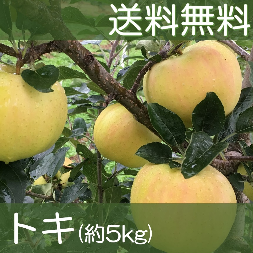 ▲送料無料▲ 福島産りんご トキ 約5kg(17)