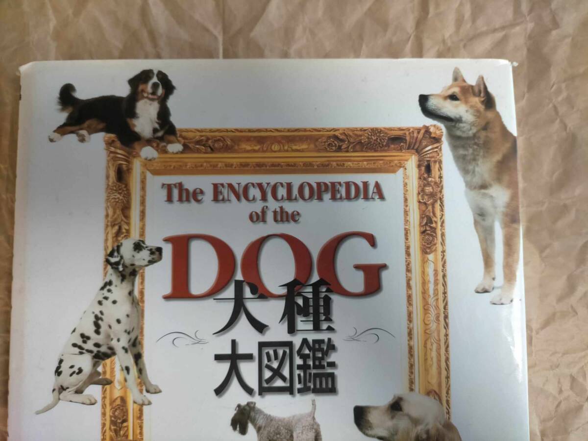 犬種大図鑑 ブルース・フォーグル 犬 いぬ イヌ 図鑑 辞典 犬種大図鑑 ブルース・フォーグル 犬 いぬ イヌ 図鑑 辞典