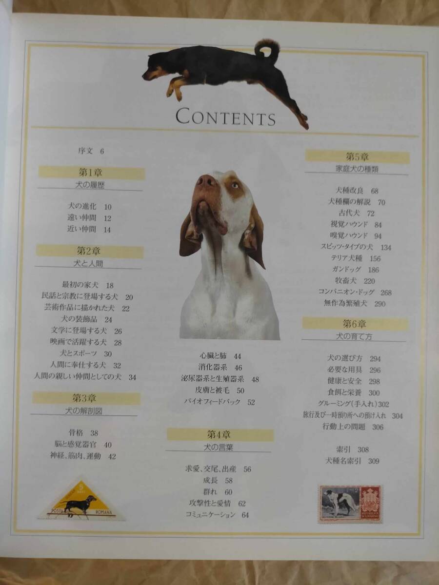 犬種大図鑑 ブルース・フォーグル 犬 いぬ イヌ 図鑑 辞典 犬種大図鑑 ブルース・フォーグル 犬 いぬ イヌ 図鑑 辞典
