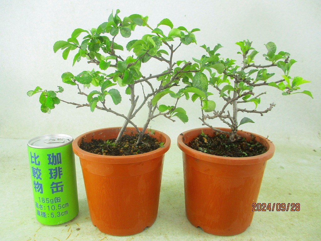 [讃岐屋緑兵衛]長寿梅 赤白 2点組(91889茶丸プラ鉢)全高：25㎝※同梱包は「まとめて取引」手続厳守※送料明記＊説明必読