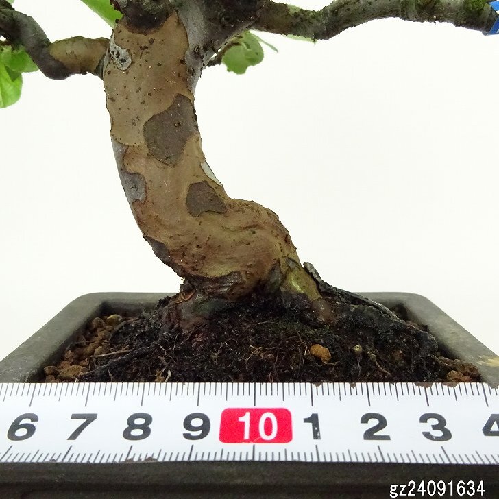 盆栽 花梨 樹高 約17cm かりん Pseudocydonia sinensis カリン 盆栽 花梨 樹高 約17cm かりん Pseudocydonia sinensis カリン