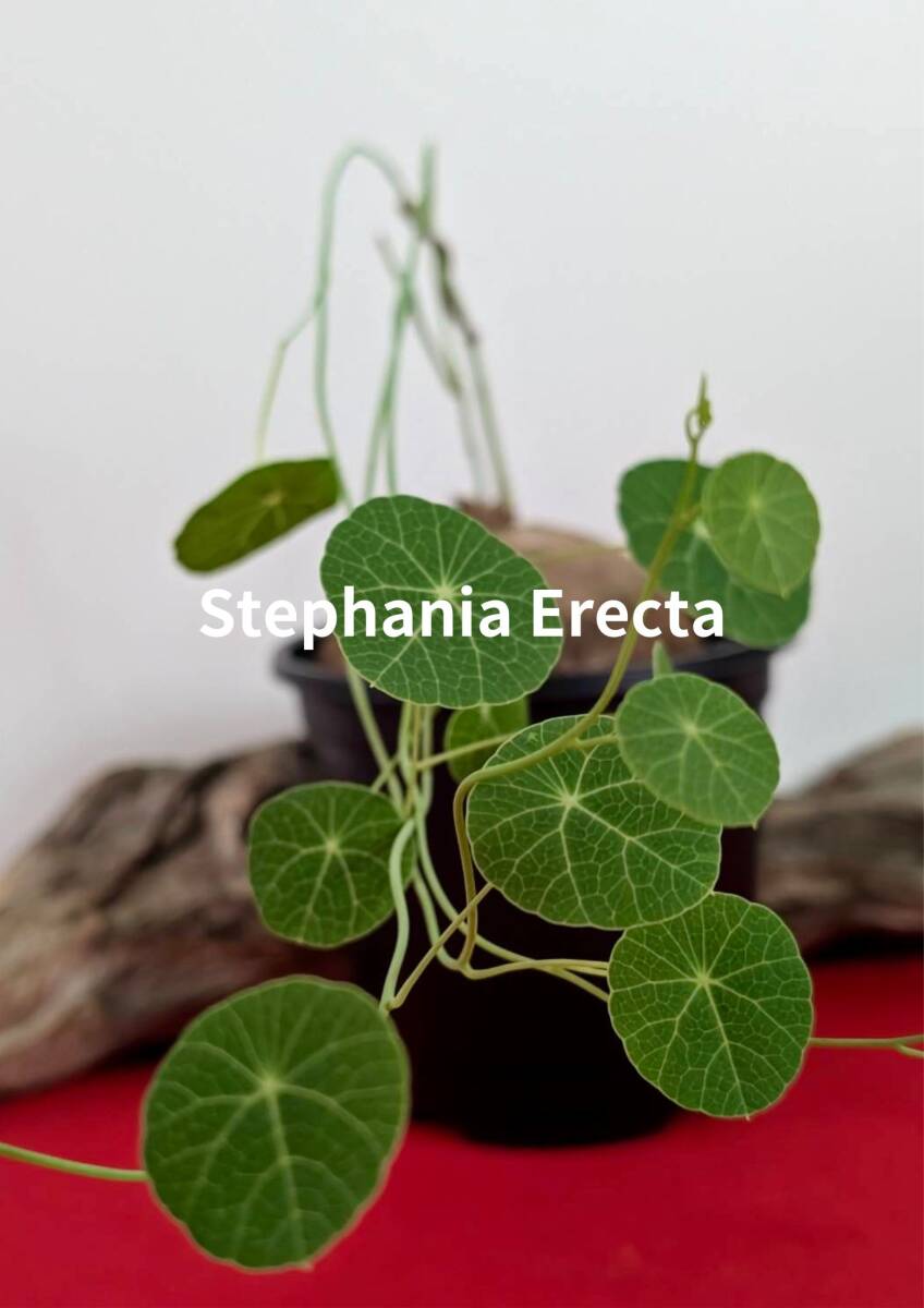 塊根植物　コーデックス　stephania erecta　ステファニア　エレクタ　A-34