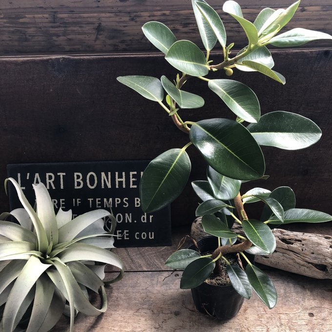 フランスゴムの木　曲がり木　観葉植物　曲がった幹