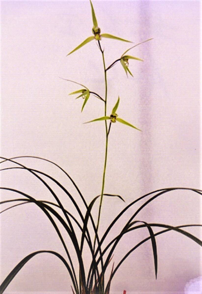 寒蘭　（翠花宝）あー8