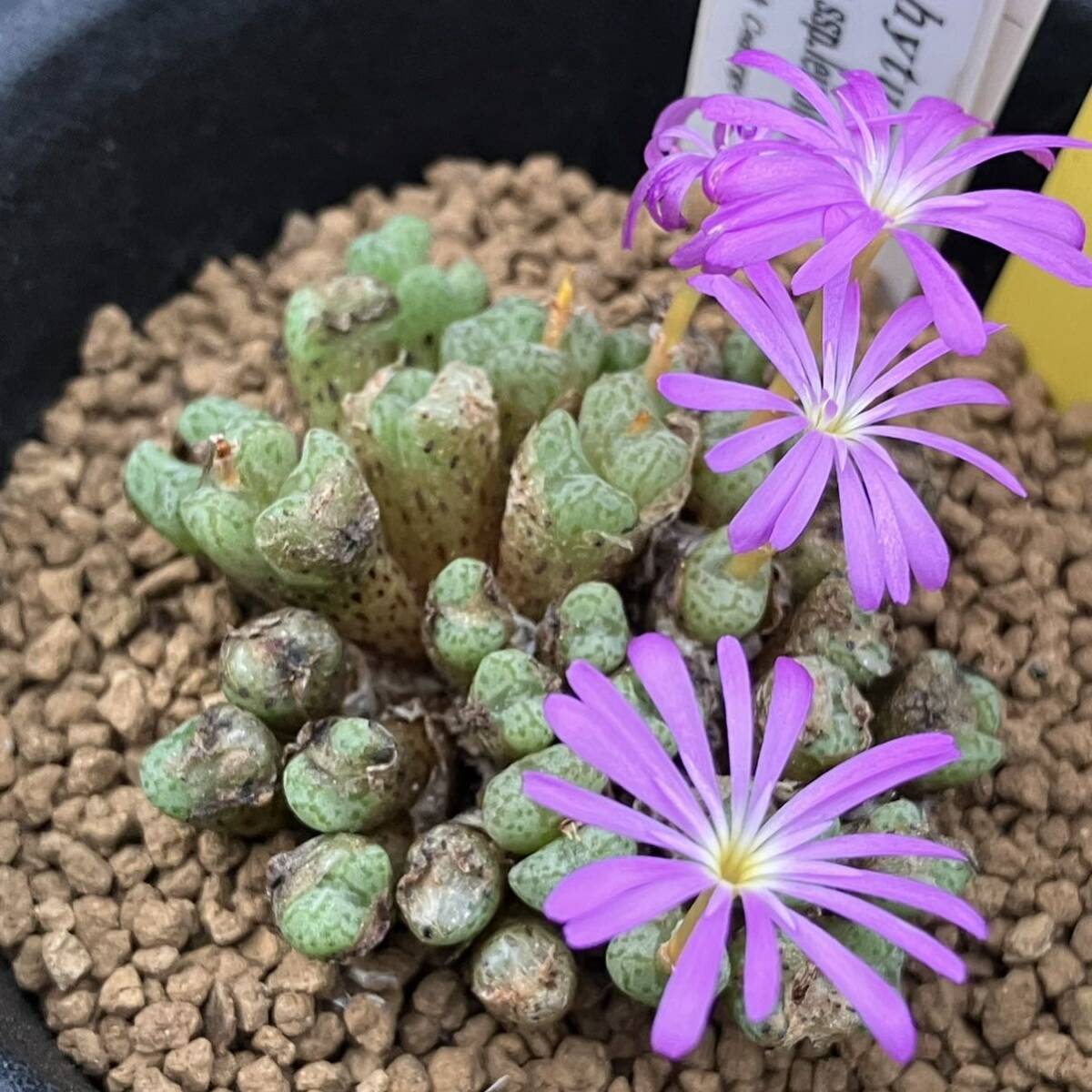 Yahoo!オークション - 奈研 サボテン・多肉植物 827 Yahoo!オークション - 奈研 サボテン・多肉植物 827