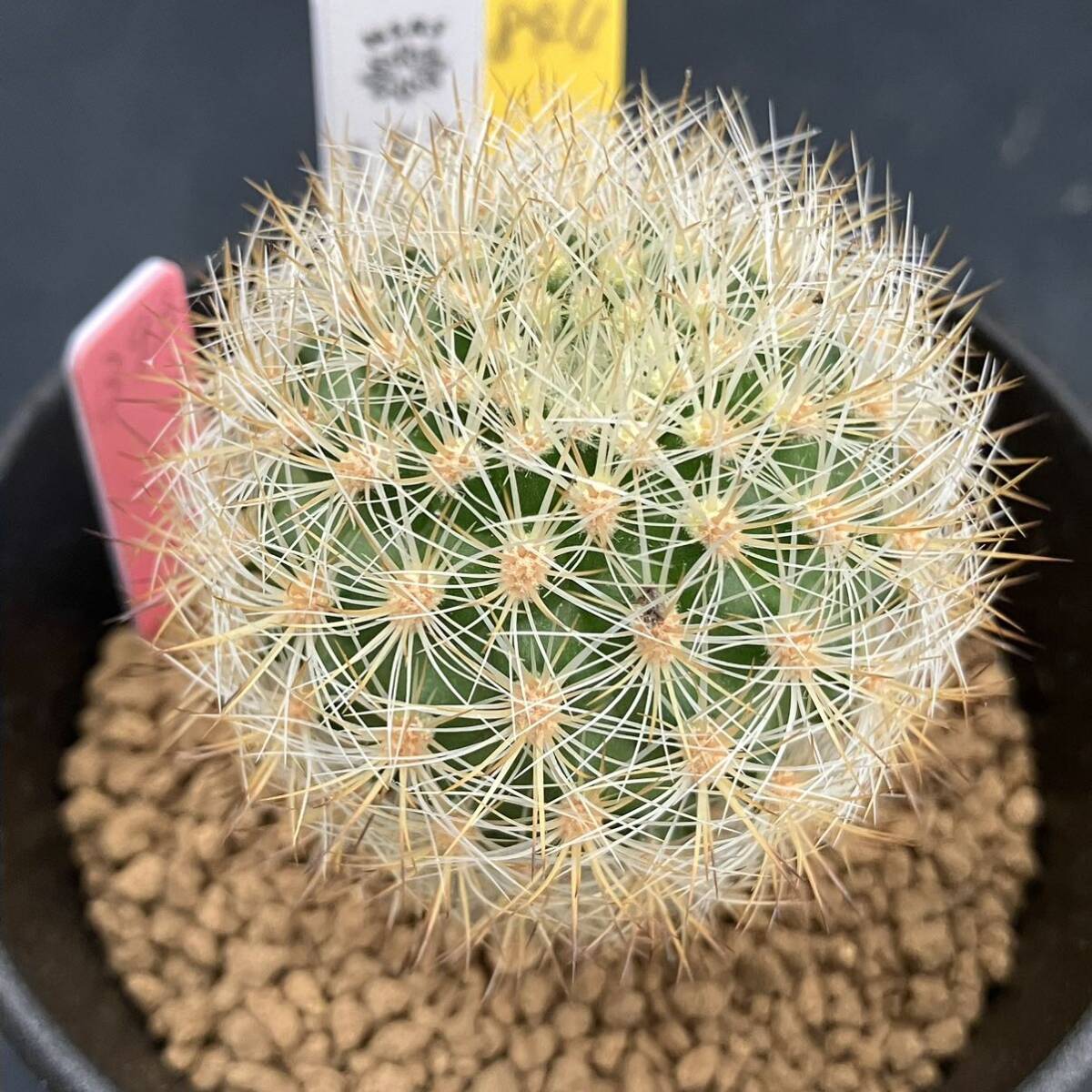 奈研 サボテン 多肉植物 844 マツカナ Matucana haynei v 奈研 サボテン 多肉植物 844 マツカナ Matucana haynei v