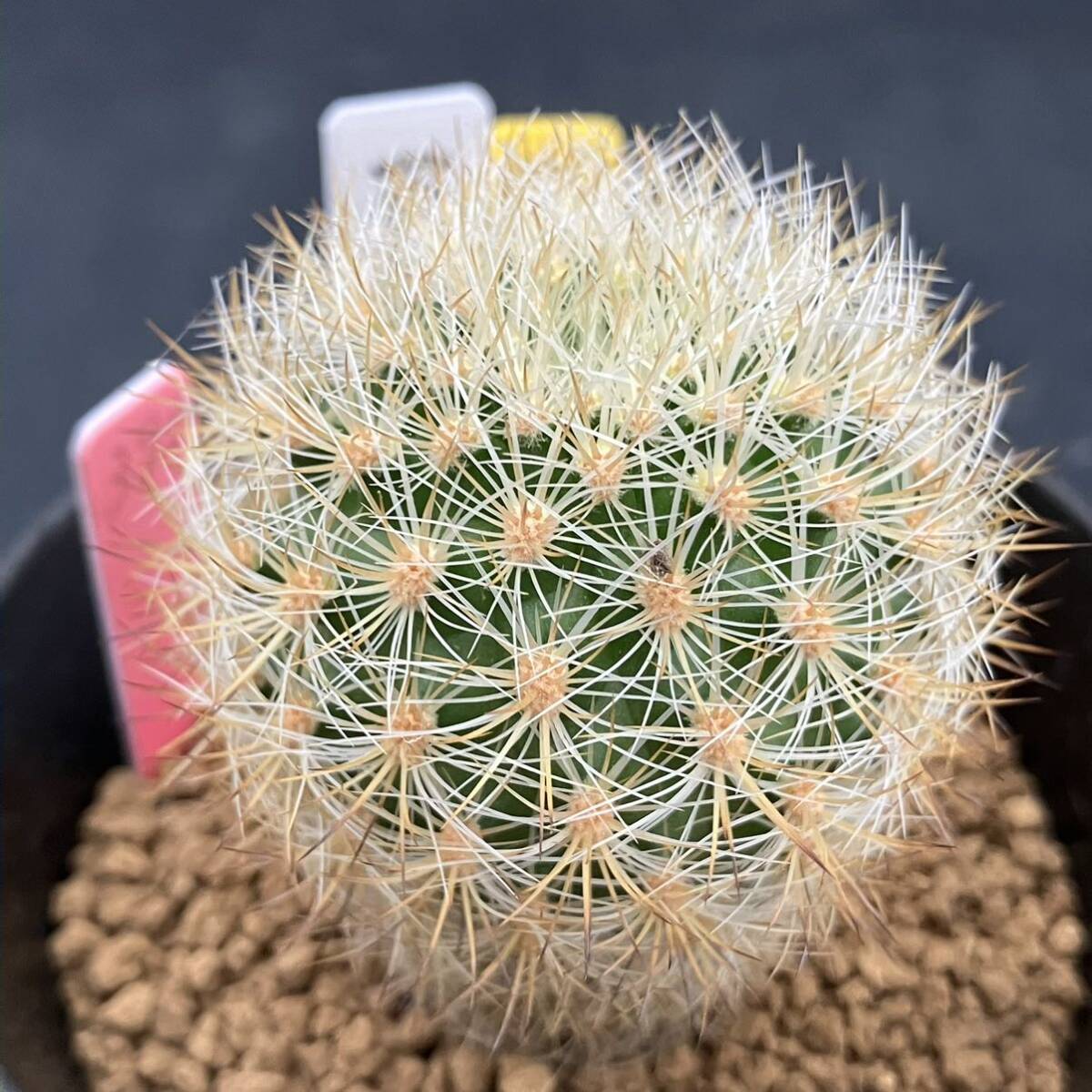 奈研 サボテン 多肉植物 844 マツカナ Matucana haynei v 奈研 サボテン 多肉植物 844 マツカナ Matucana haynei v