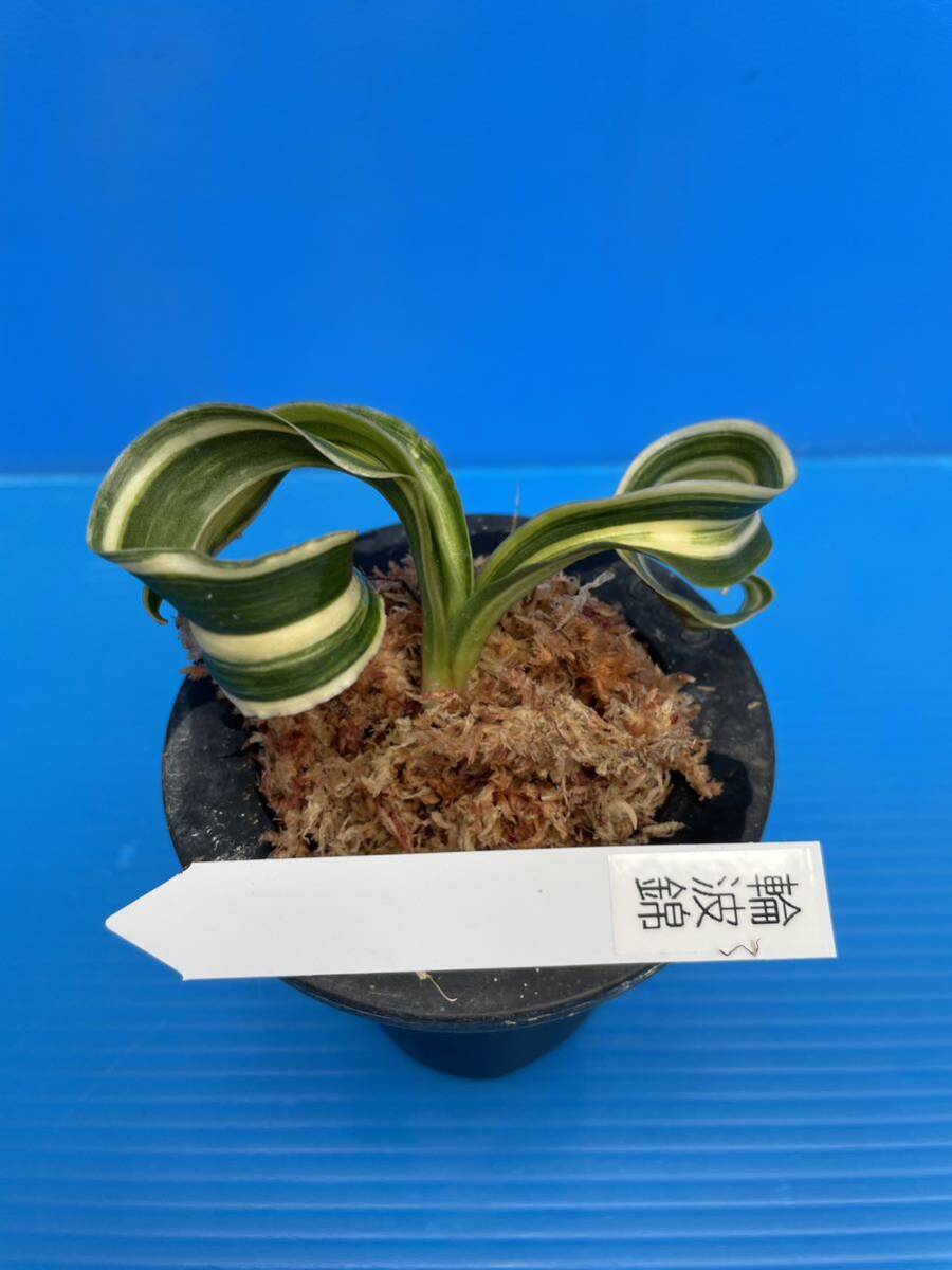 驚きの価格が実現! Yahoo!オークション - オモト 万年青 おもと「輪波錦」 その他観葉植物