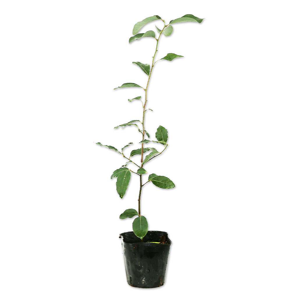 ヤマコウバシ 0.3m 10.5cmポット 苗