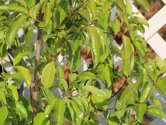  evergreen cornus kousa melanoto licca stock ..1.5m. ground 2 ps sapling 