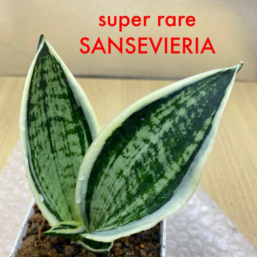 Bibian 比比昂- 超希少種サンスベリア'WHITE TWIST' SANSEVIERIA Bibian 比比昂- 超希少種サンスベリア'WHITE TWIST' SANSEVIERIA