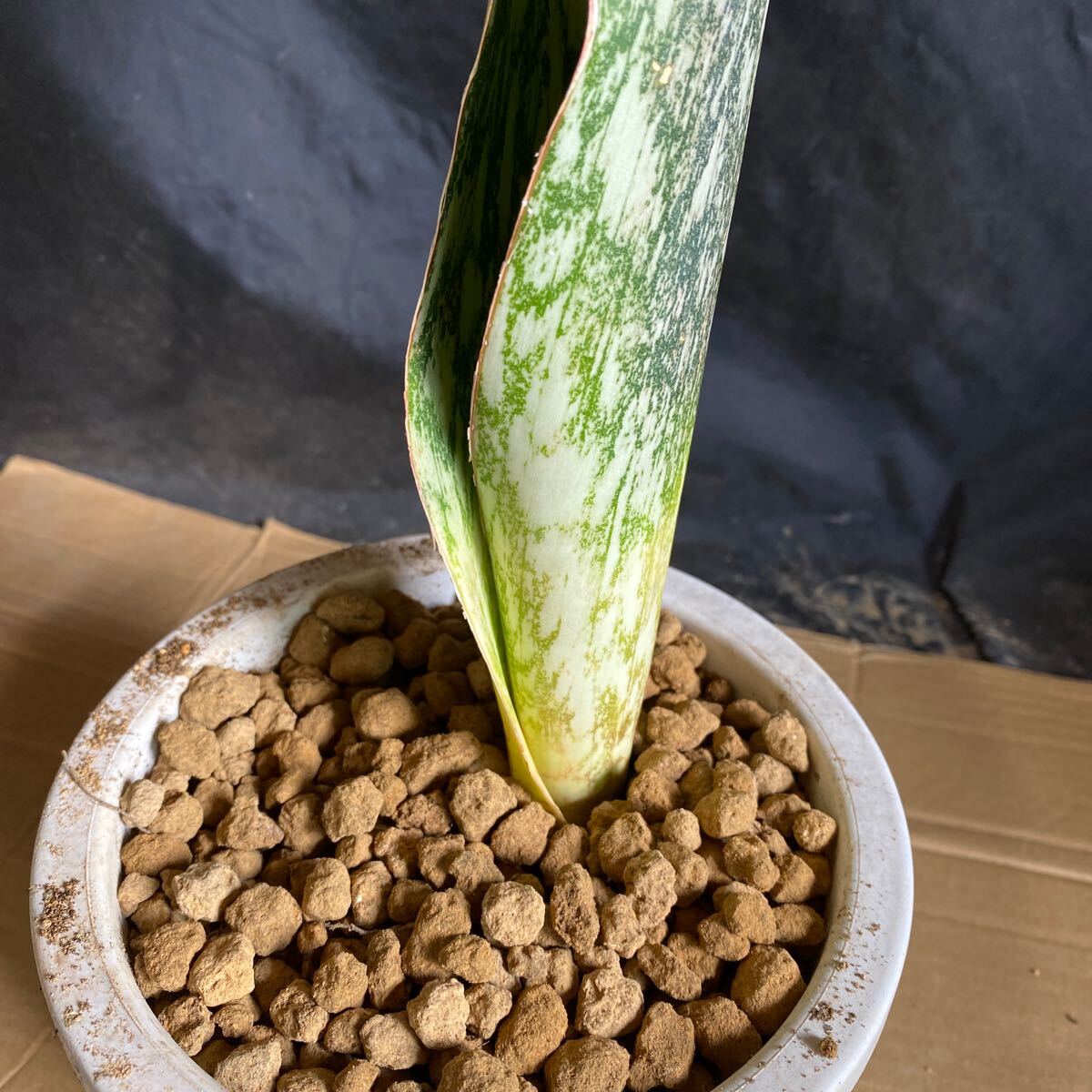 低価格の AUBRYTHIANA Sp サンスベリア ´LURIK´ レアな 超希少種 低価格の AUBRYTHIANA Sp サンスベリア ´LURIK´ レアな 超希少種