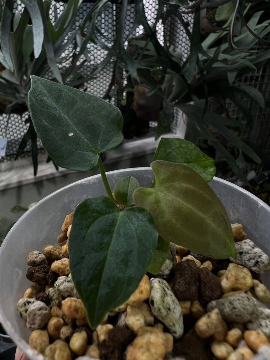 Yahoo!オークション - 激レア SKG Anthurium Ace of Spades Dark Yahoo!オークション - 激レア SKG Anthurium Ace of Spades Dark