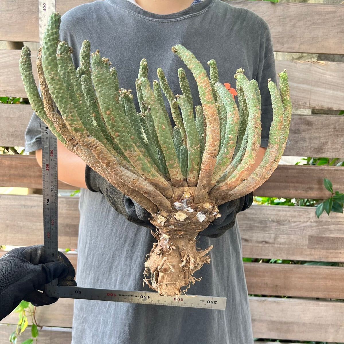 □発根管理中□ユーフォルビア ムランジーナ Euphorbia □発根管理中□ユーフォルビア ムランジーナ Euphorbia
