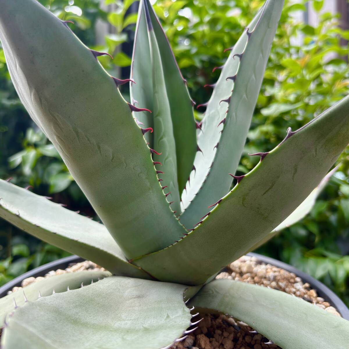 agave parryi var. truncata アガベ パリー トランカータ 検索 agave parryi var. truncata アガベ パリー トランカータ 検索