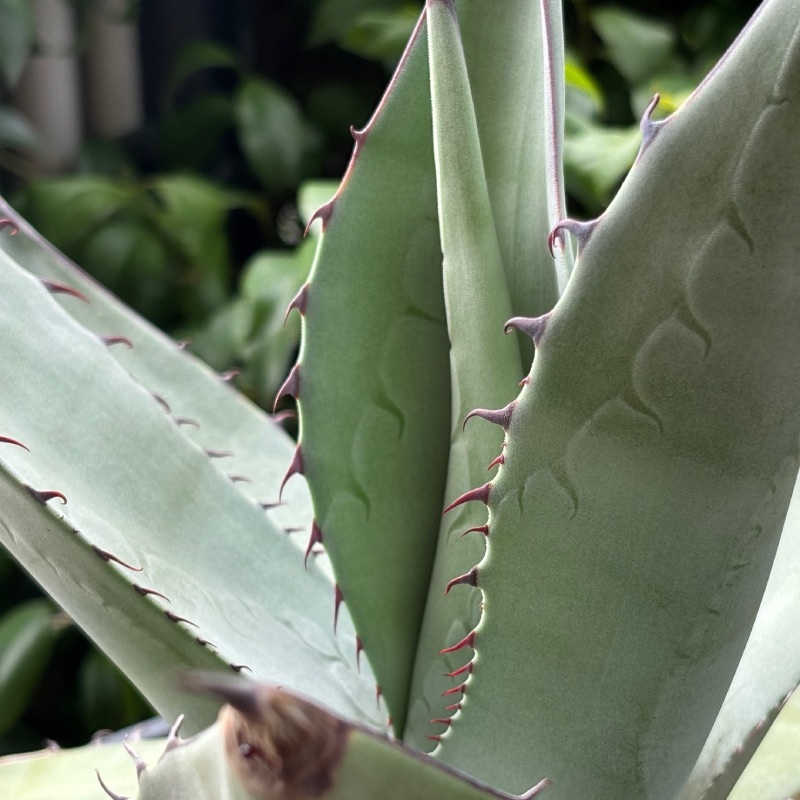 agave parryi var. truncata アガベ パリー トランカータ 検索 agave parryi var. truncata アガベ パリー トランカータ 検索