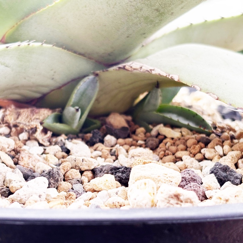 agave parryi var. truncata アガベ パリー トランカータ 検索 agave parryi var. truncata アガベ パリー トランカータ 検索