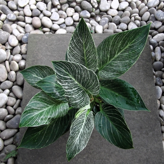 現物出品【フィロデンドロン・バーキン＊Philodendron birkin】５号　同梱可能