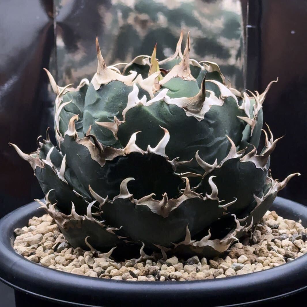 アガベ白鯨 超美株❗️ボール形 アガベ チタノタ 白鯨【17】 アガベ