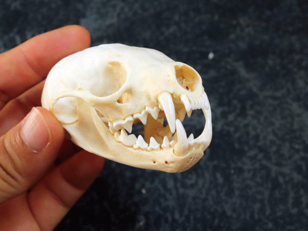 特大 ホシエイ 頭骨標本 美品 テンの頭骨標本標本／頭骨／剥製｜Yahoo!フリマ（旧PayPay