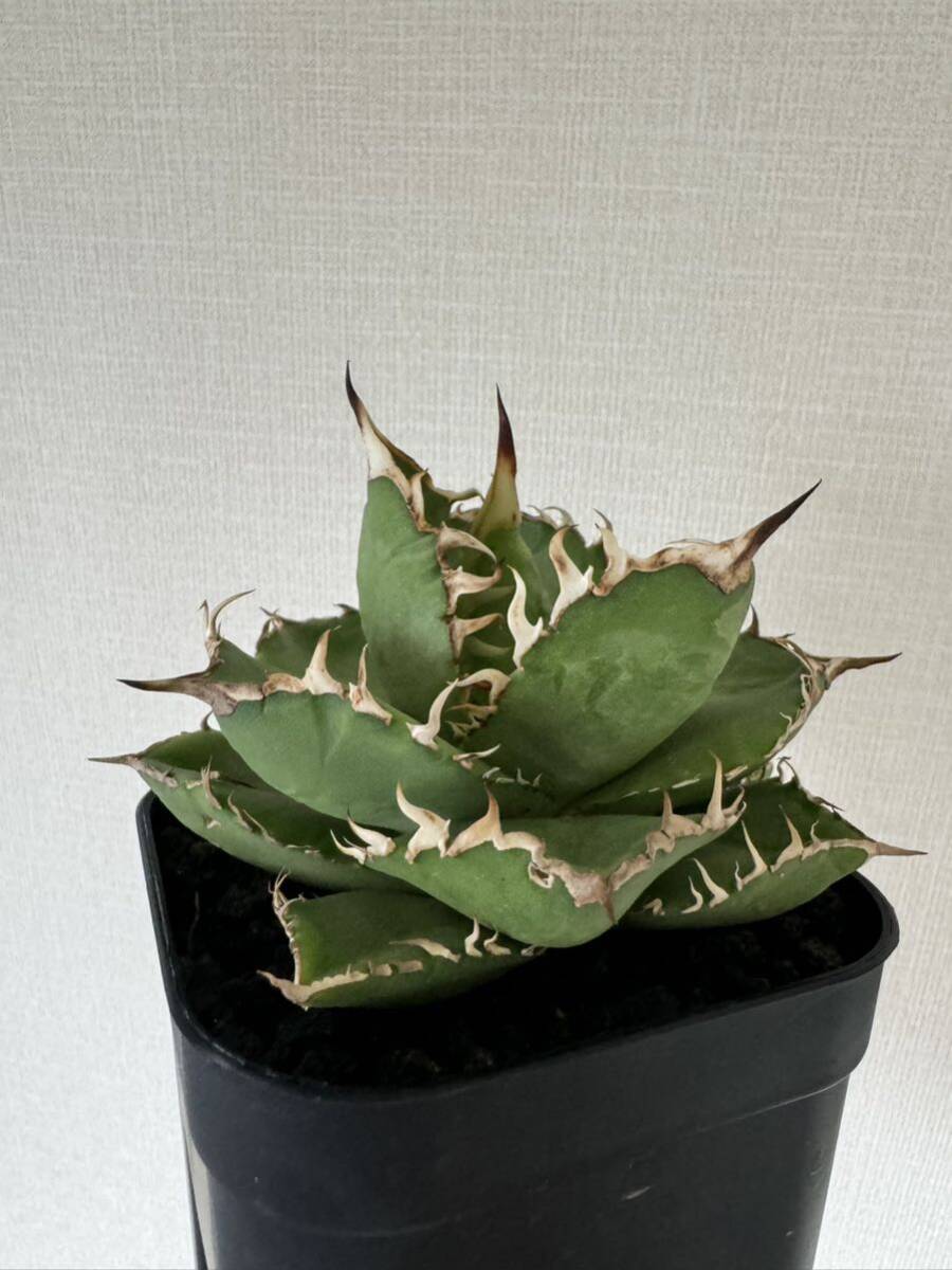 オテロイ 実生 / アガベ チタノタ Agave titanota 選抜 特選 オテロイ 実生 / アガベ チタノタ Agave titanota 選抜 特選