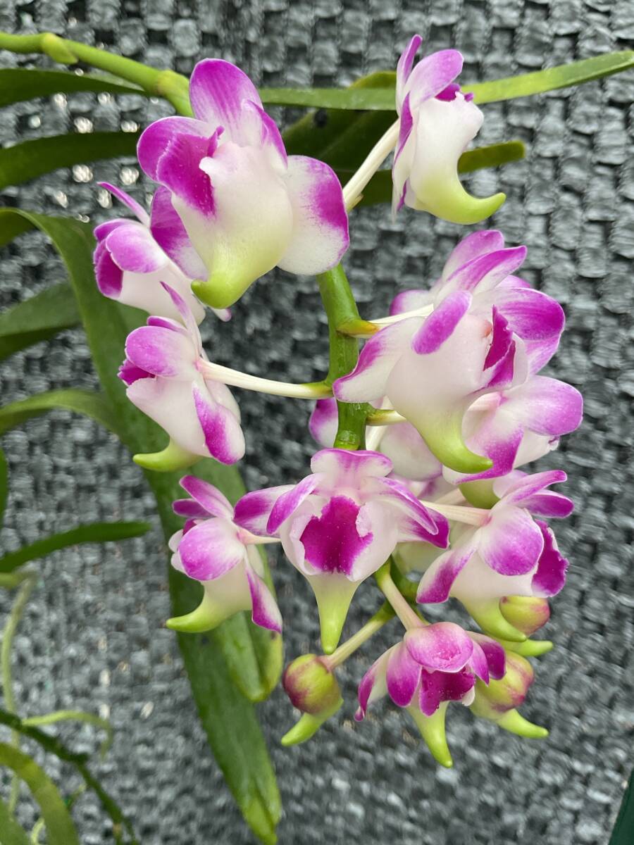 バンダ系Aer.lawrenciae