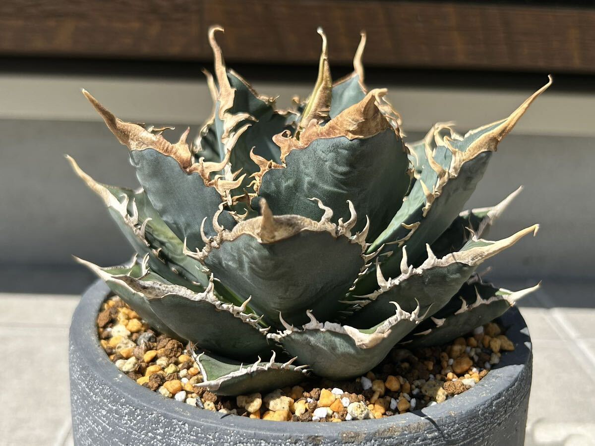 ZENZEST AGAVE TITANOTA ' Sea King海王 】アガベ チタノタ 強棘 ZENZEST AGAVE TITANOTA ' Sea King海王 】アガベ チタノタ 強棘
