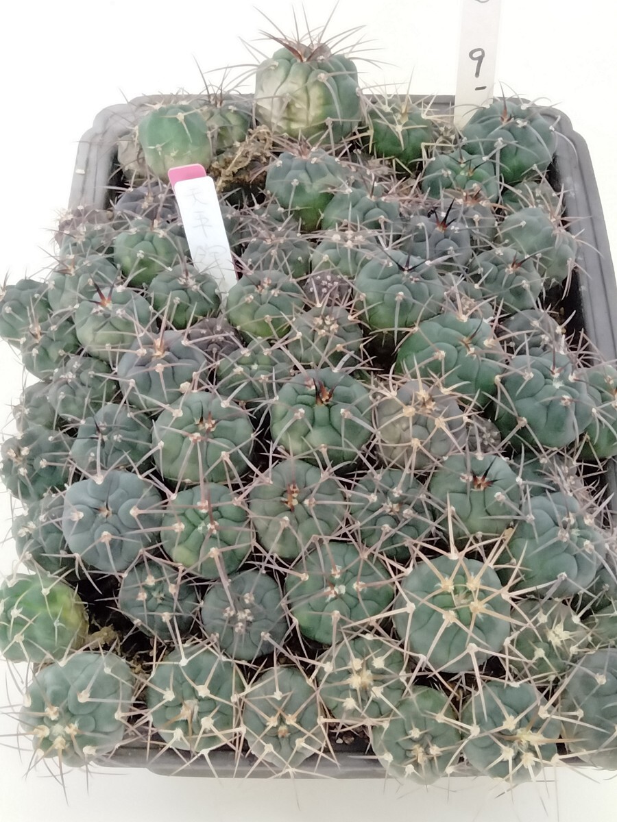 サボテン9天平錦