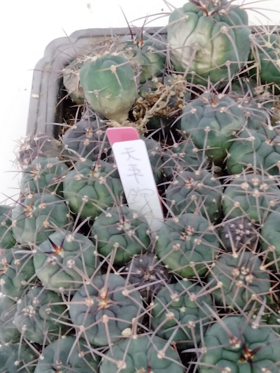 サボテン9天平錦