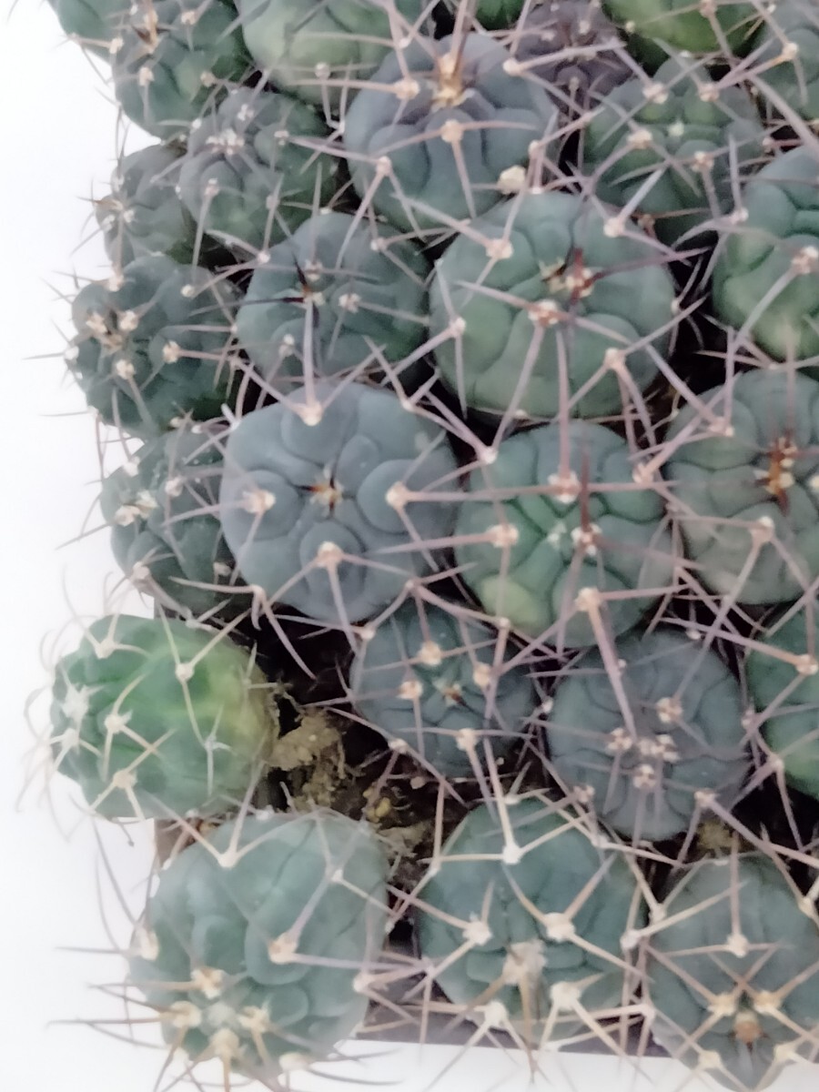 サボテン9天平錦