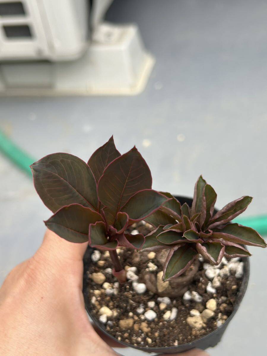 発芽発根Amorphophallus atroviridis アモルフォファルス　アトロビリディス多肉植物 Amorphophallus.At植木鉢