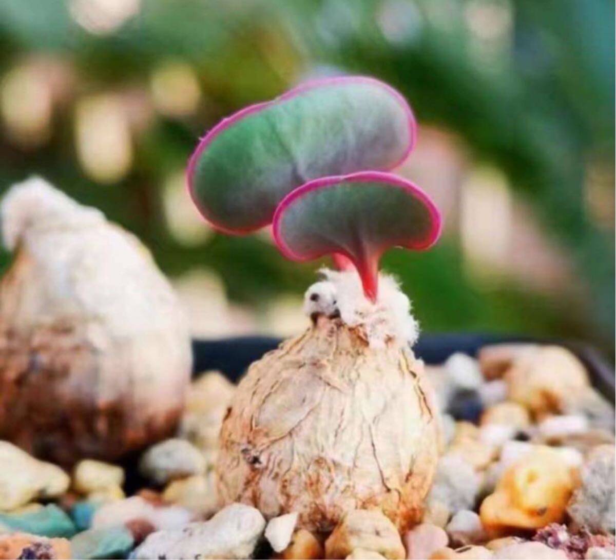 No.354 珍奇植物希少サボテン Othonna.intermediaオトンナ インターメディア多肉球根