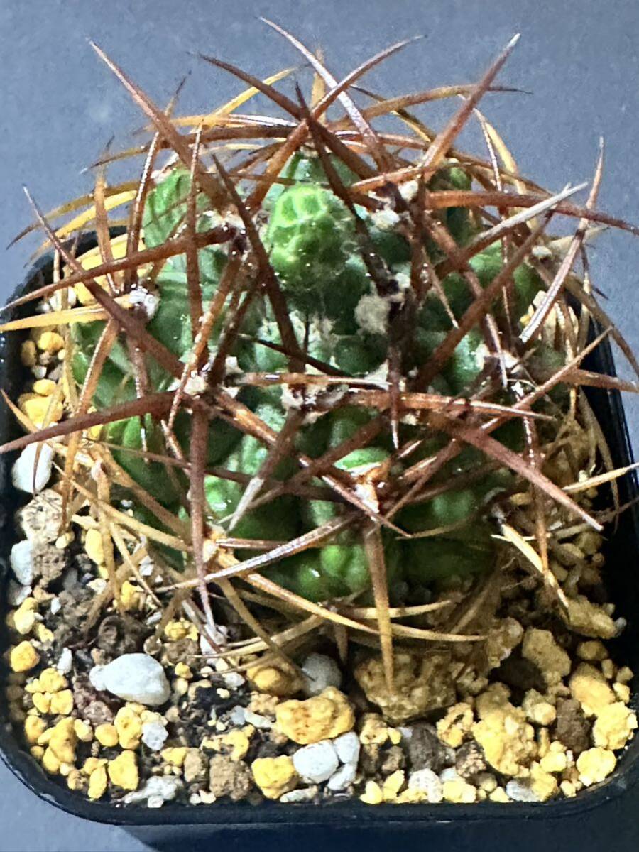 特選 Gymnocalycium hybopleurumBackeb選抜株 ギムノカリキウム 特選 Gymnocalycium hybopleurumBackeb選抜株 ギムノカリキウム