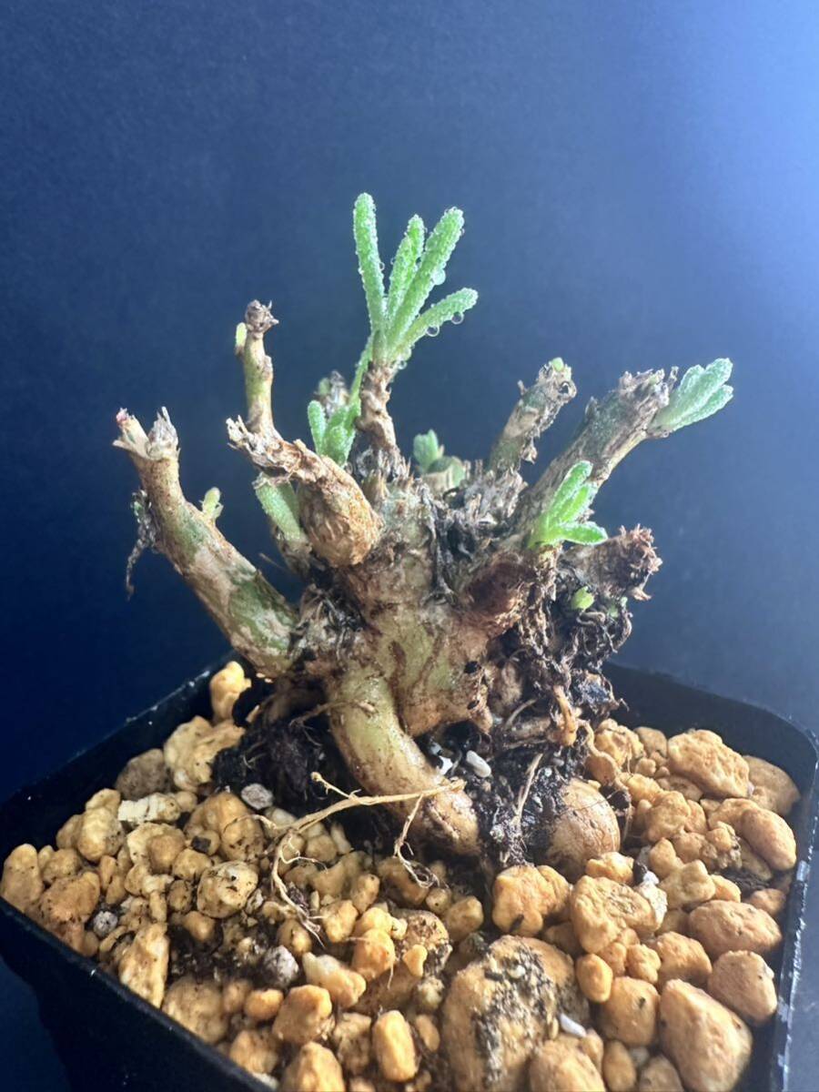 【代引き不可】 フィロボルス 特選 No.359 レスルゲンス resurgens PHYLLOBOLUS ホビー・楽器・アート