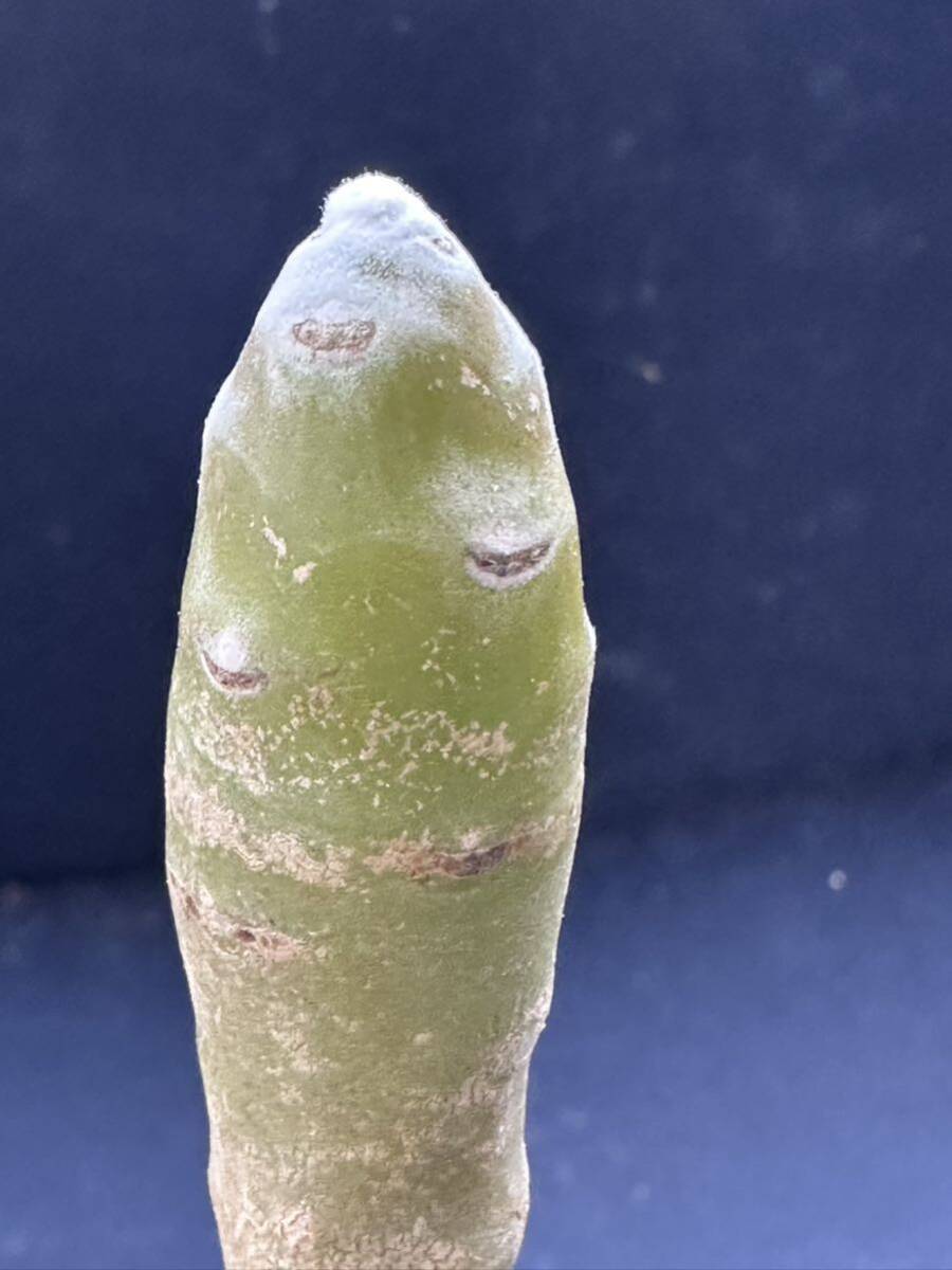 No.408 特選 多肉植物 othonna cremnophila B.Nord.＆van Jaarsv.， オトンナ クレムノフィラ 限定株
