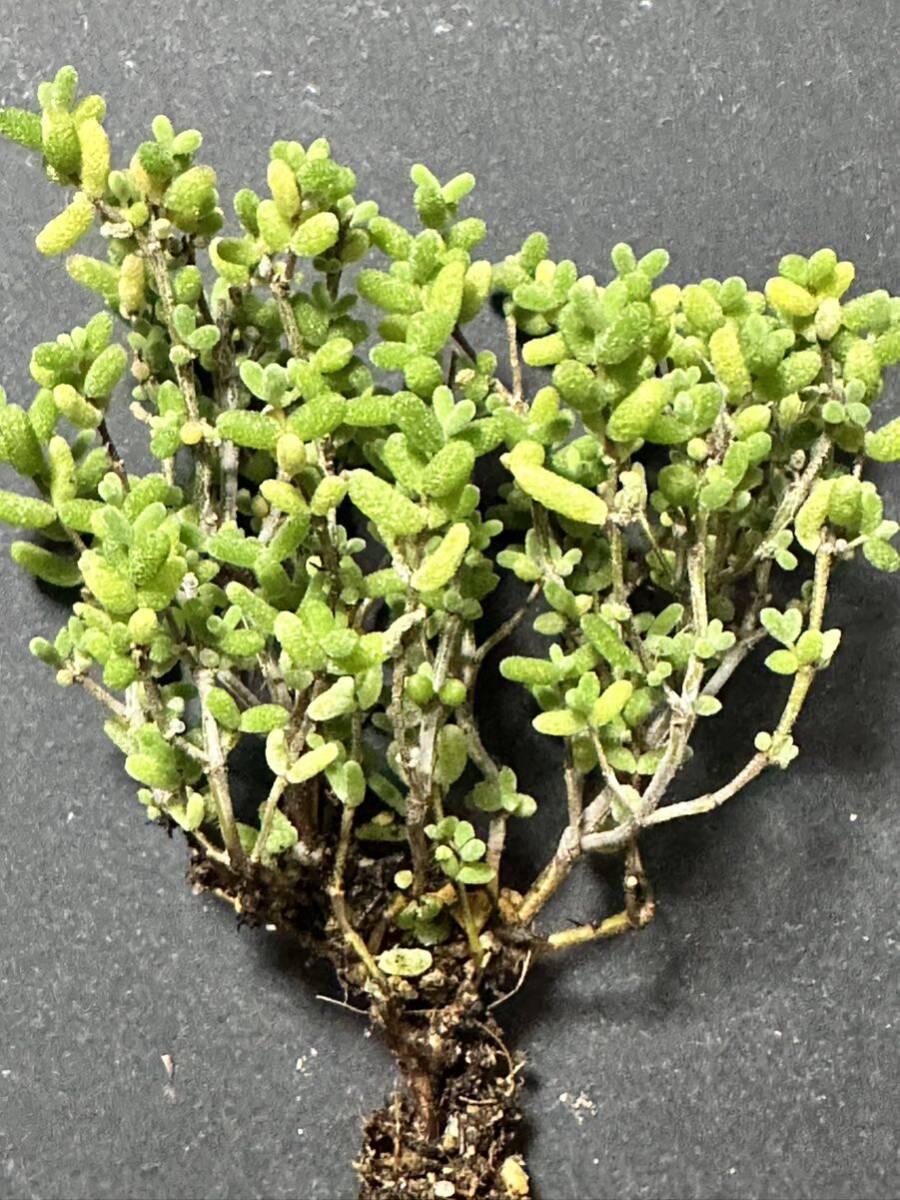 No.451 特選 観葉植物 ドロサンテマム　蜜葉　超レア 限定株 新入荷