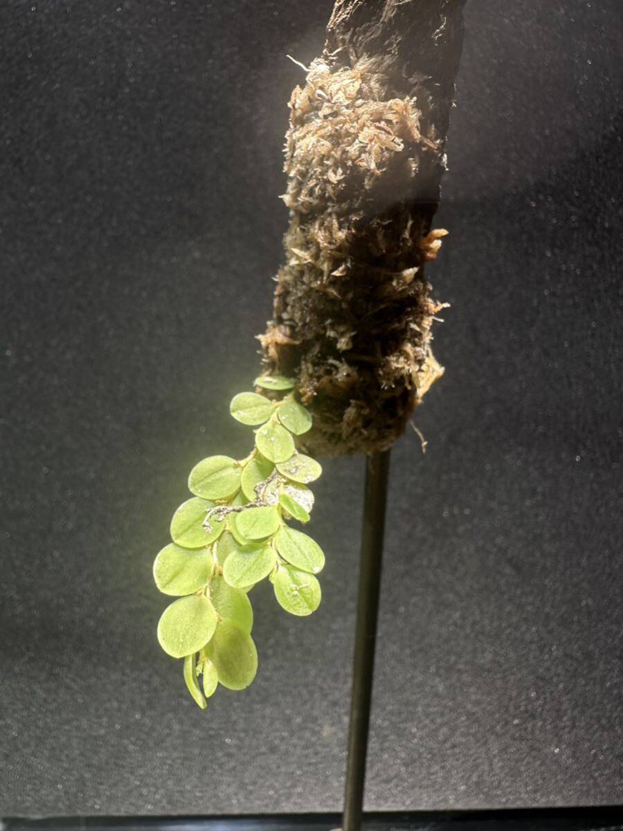 andinia nummularia 垂れ下がり系 パルダリウム 熱帯植物 原種 andinia nummularia 垂れ下がり系 パルダリウム 熱帯植物 原種
