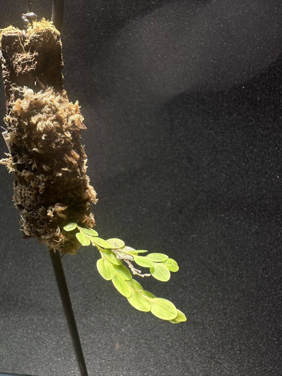 andinia nummularia 垂れ下がり系 パルダリウム 熱帯植物 原種 andinia nummularia 垂れ下がり系 パルダリウム 熱帯植物 原種