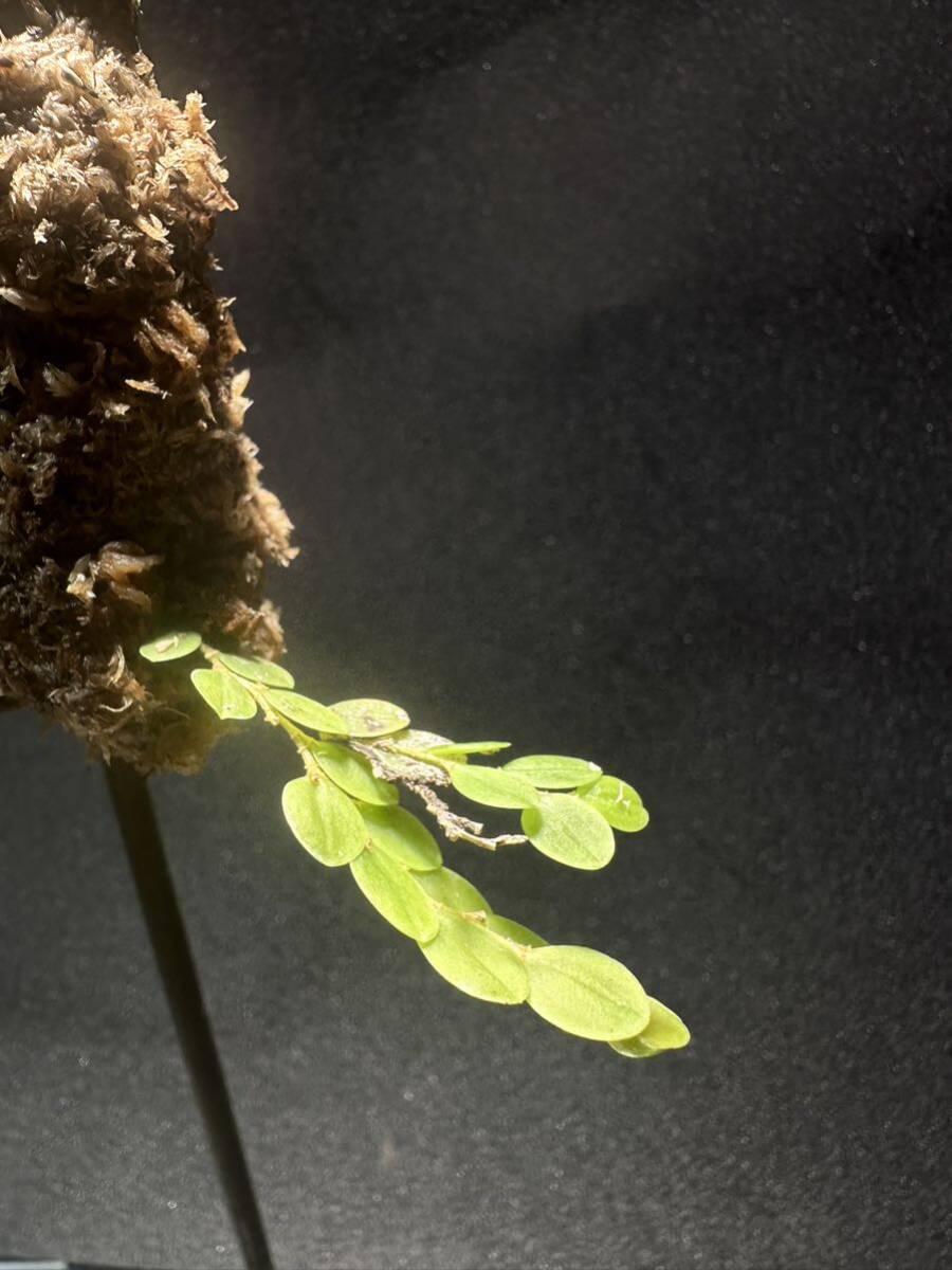 andinia nummularia 垂れ下がり系 パルダリウム 熱帯植物 原種 andinia nummularia 垂れ下がり系 パルダリウム 熱帯植物 原種