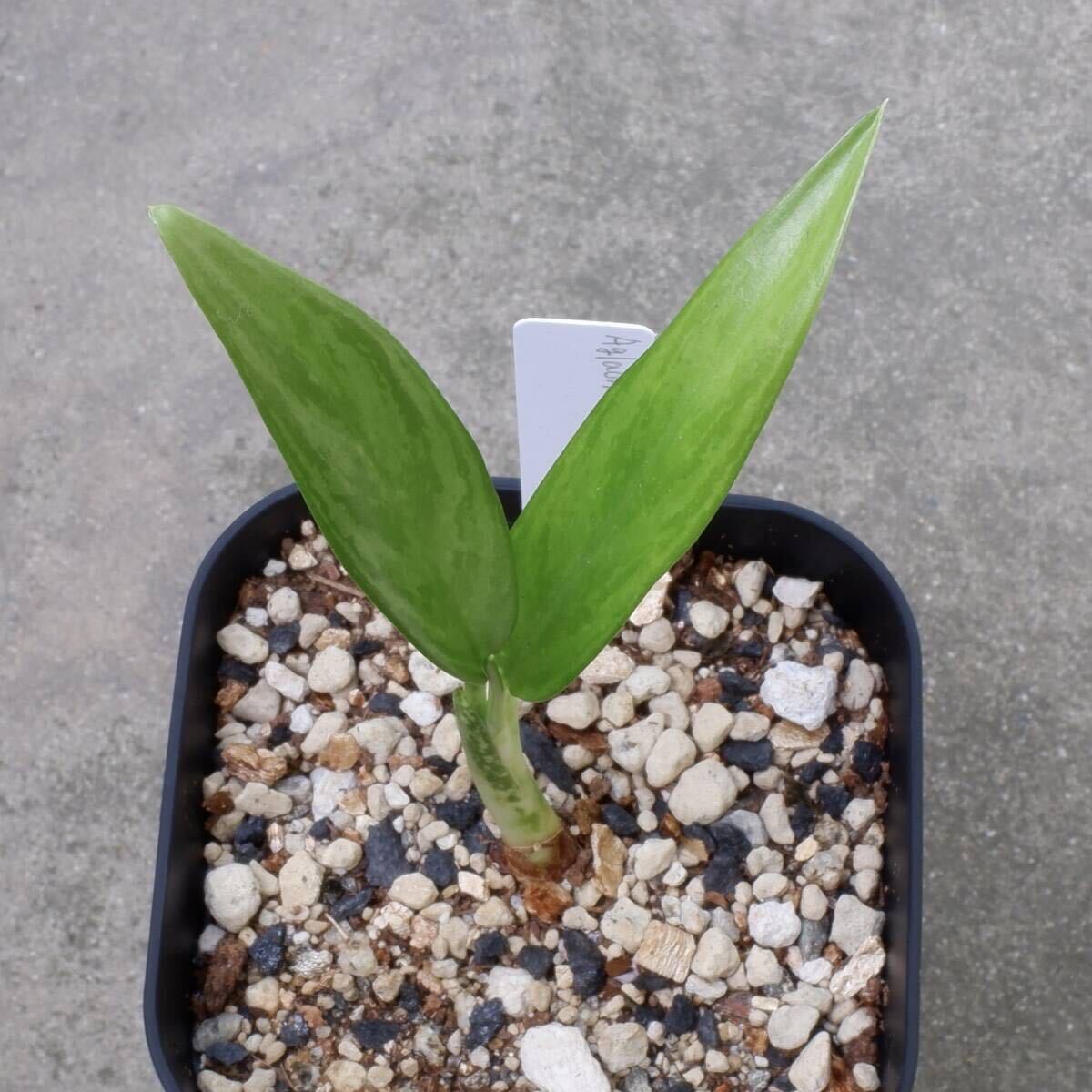 アグラオネマ ステノフィルム Aglaonema stenophillum