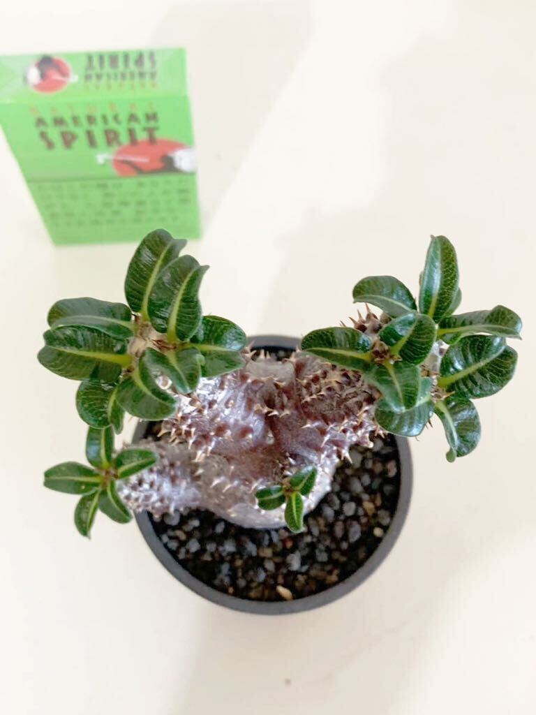 赤肌 美株 パキポディウム タッキー 塊根植物 コーデックス 赤肌 美株 パキポディウム タッキー 塊根植物 コーデックス